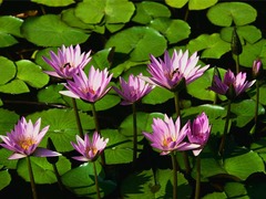 Water_lilies-240x180.jpg