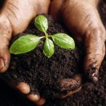 Biochar Answer 150x150