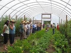 Green_Uprising_inside_greenhouse-240x180.jpg