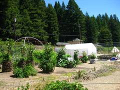 Greenhouse_in_garden-240x180.jpg