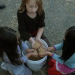 grain-harvest-small-150x150.jpg