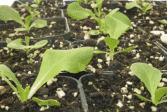 grow_garden_tease-240x161.gif