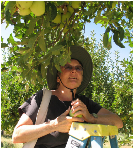 kgridley-apples.jpg