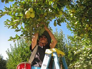 Karen picking apples